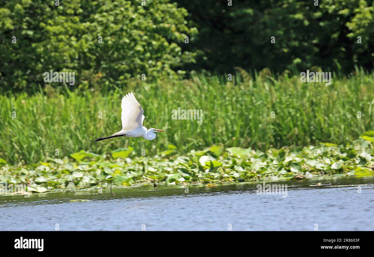 Snowy egret flying, Tennessee Stock Photo