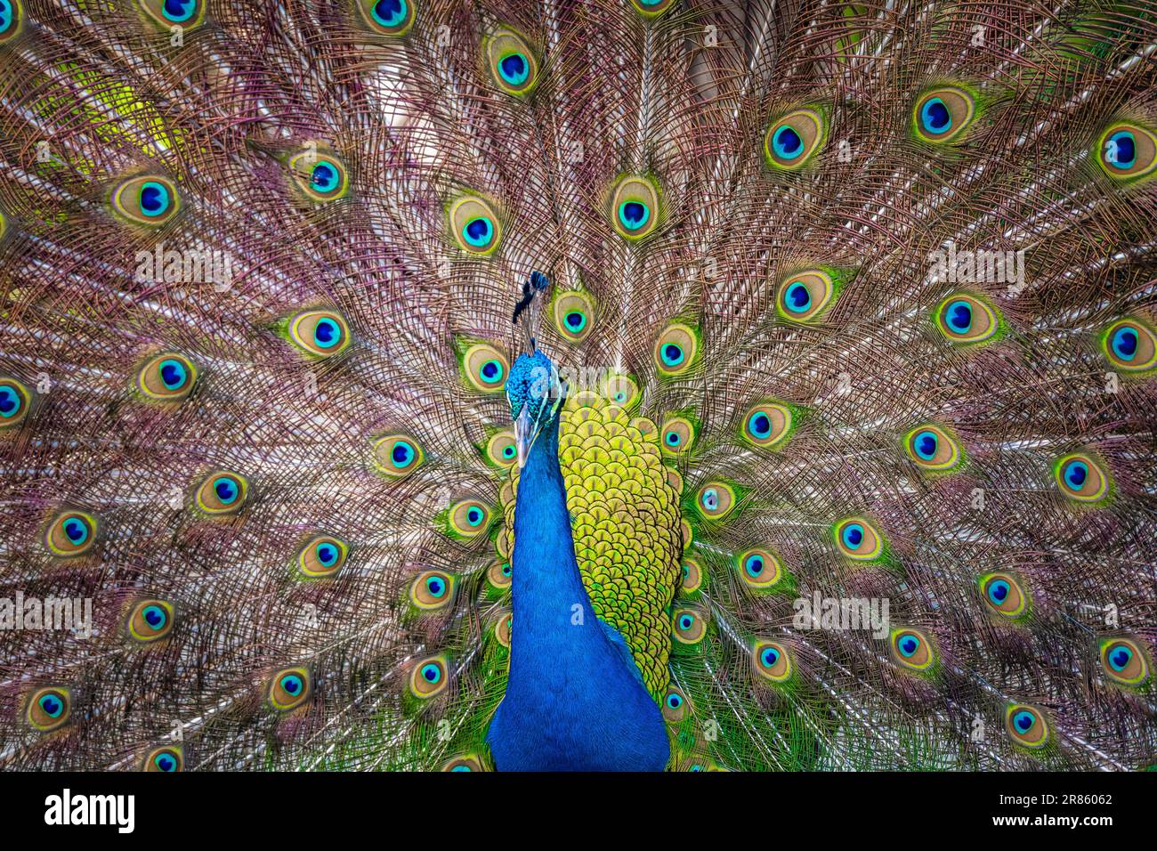 Beautiful Indian peacock displaying his tail Stock Photo