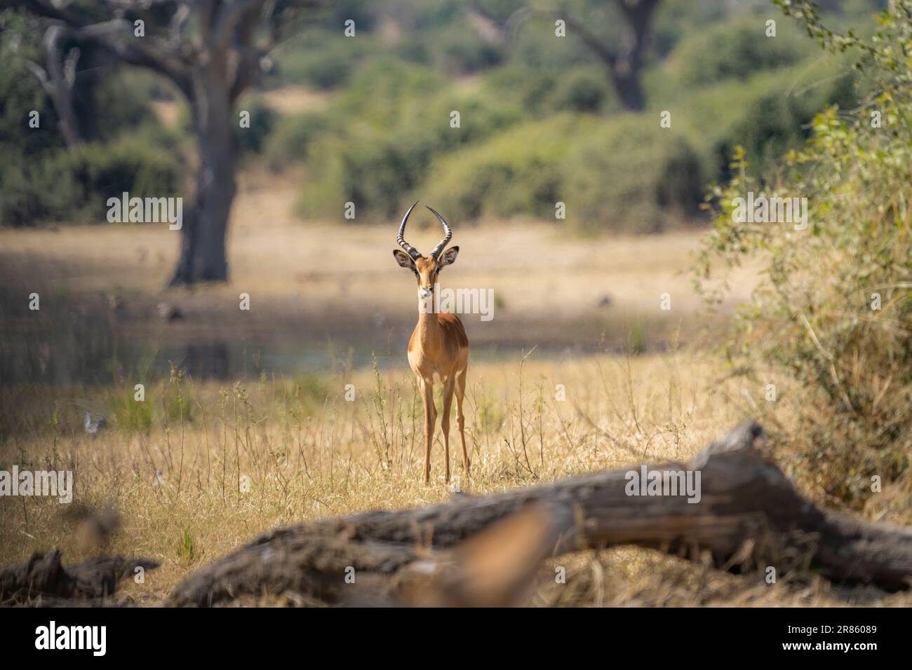 Male impala (Aepyceros melampus) stands in grassland beside the water edge of the Chobe River. Chobe National PArk, Botswana, Africa Stock Photo