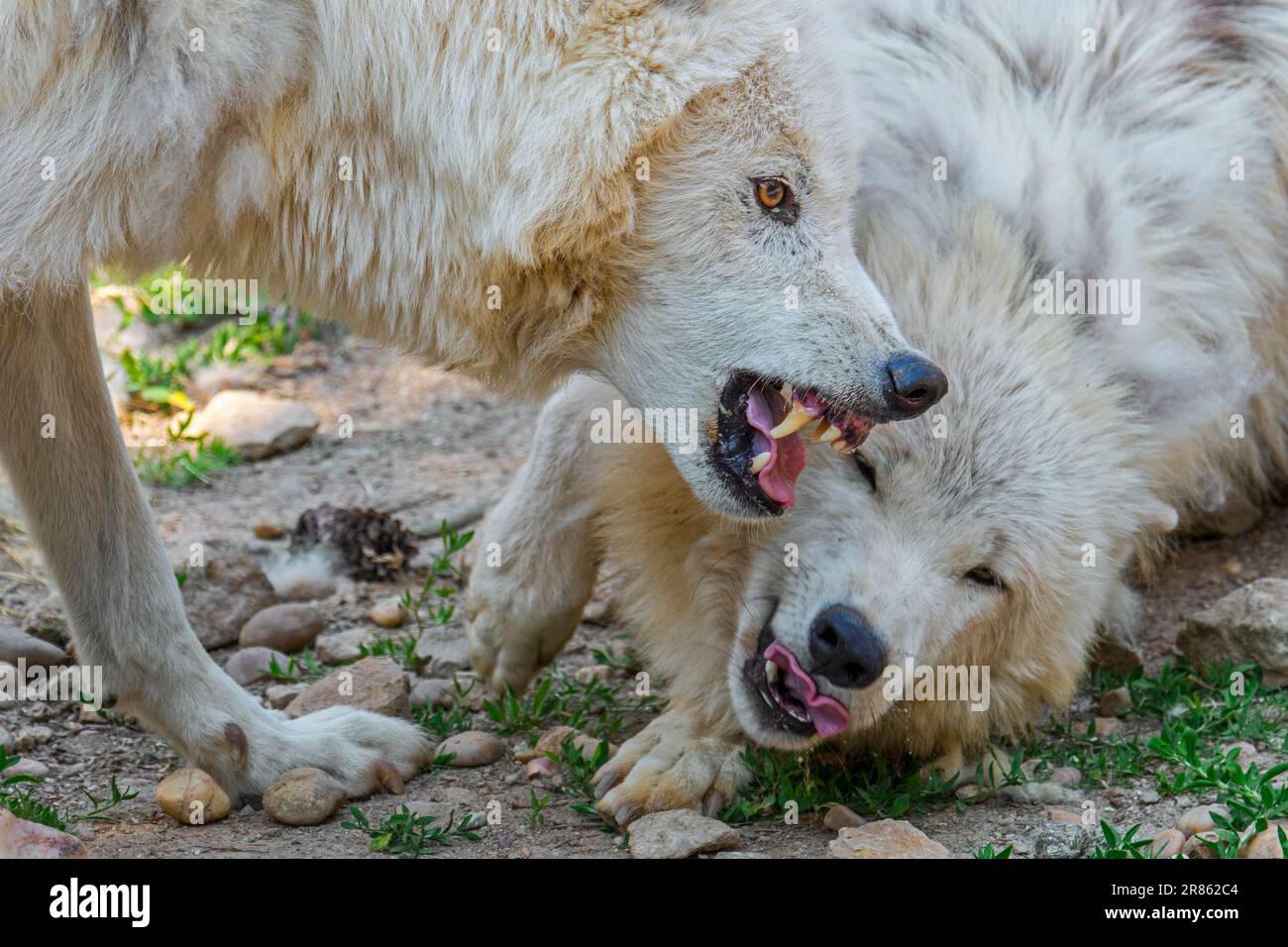 Wolf Submitting Two Arctic wolves (Canis lupus arctos), dominant pack member showing ...