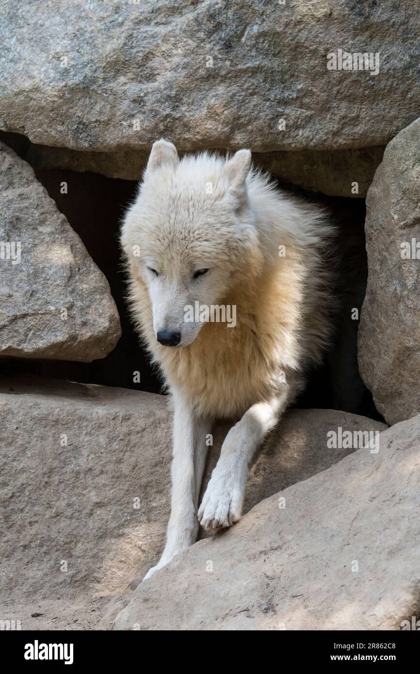 Arctic wolf / white wolf / polar wolf (Canis lupus arctos) at den entrance leaving nest in cave at zoo Stock Photo