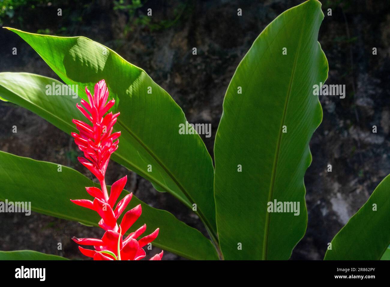 The flower of Alpinia purpurata, a herbaceous plant, belongs to the Zingiberaceae family. Alpinia purpurata, red ginger, also called ostrich plume and Stock Photo