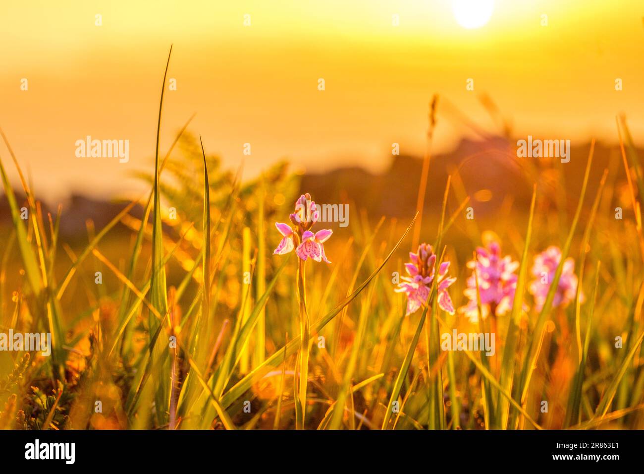 Close up wild grasses hi-res stock photography and images - Alamy