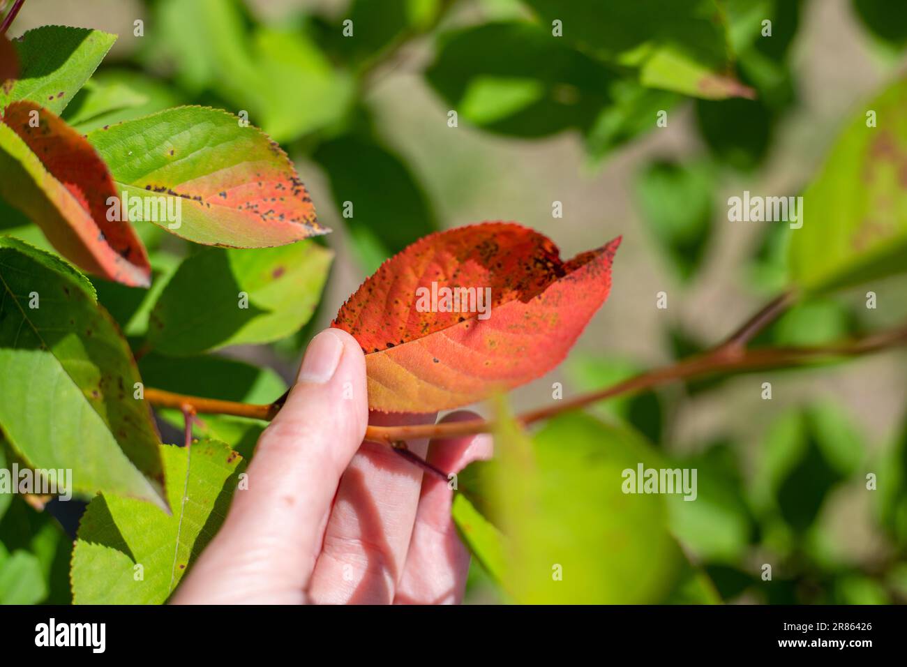 Leaf of a fruit tree affected by coccomycosis in the hands of a gardener. Fight against diseases in the garden. Stock Photo