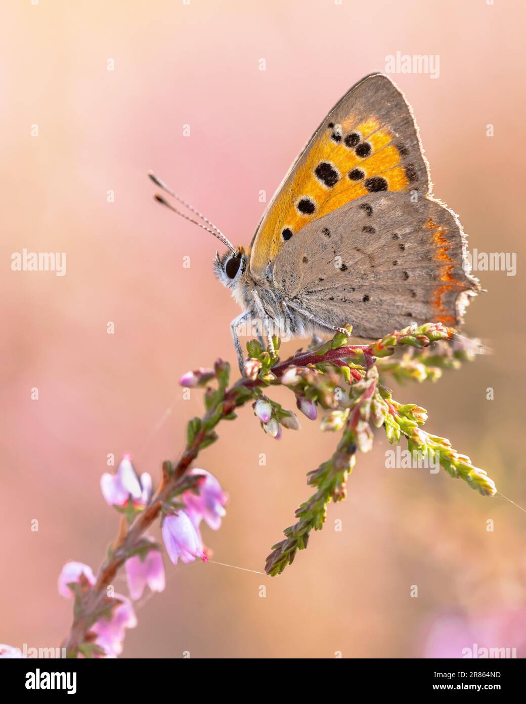 Small copper (Lycaena phlaeas) butterfly perched on heath flower on a sunny day in july. Veluwe, Gelderland, Netherlands Stock Photo