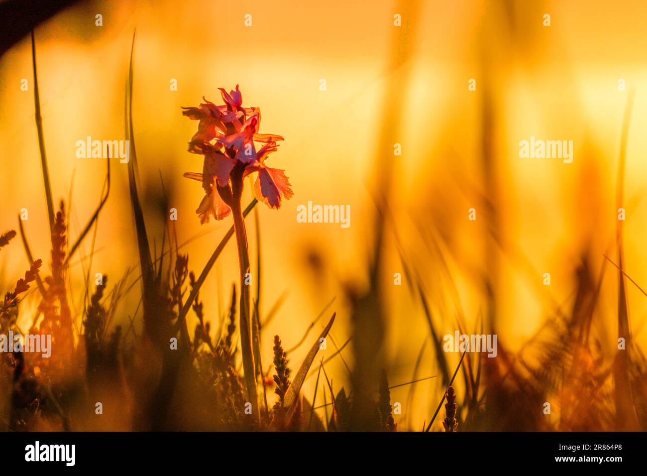 close up of wild flowers and grasses at sunset on the Isle of Mull, Scotland Stock Photo