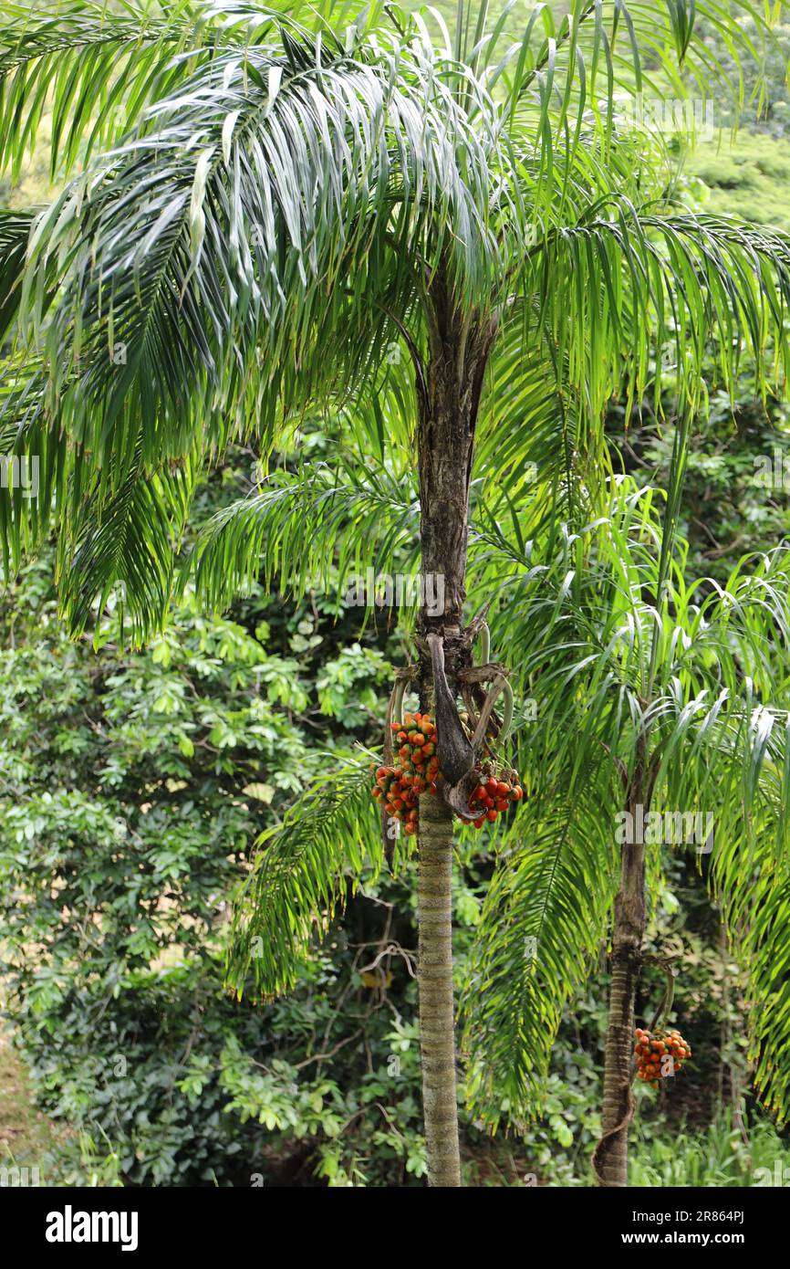 Two mature Palm trees with bunches of red, ripening fruit growing in a