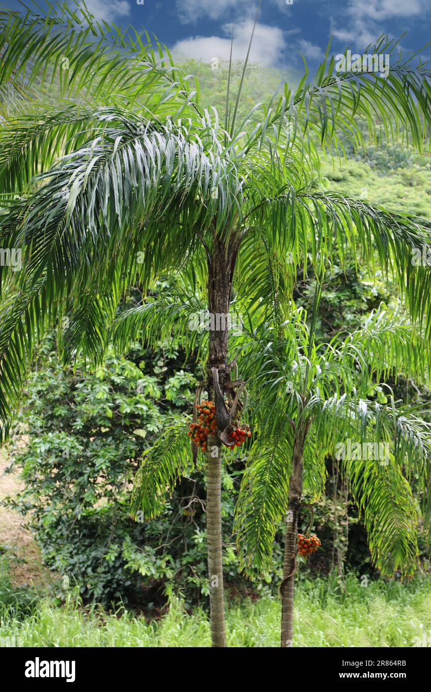 Two mature Palm trees with bunches of red, ripening fruit growing in a