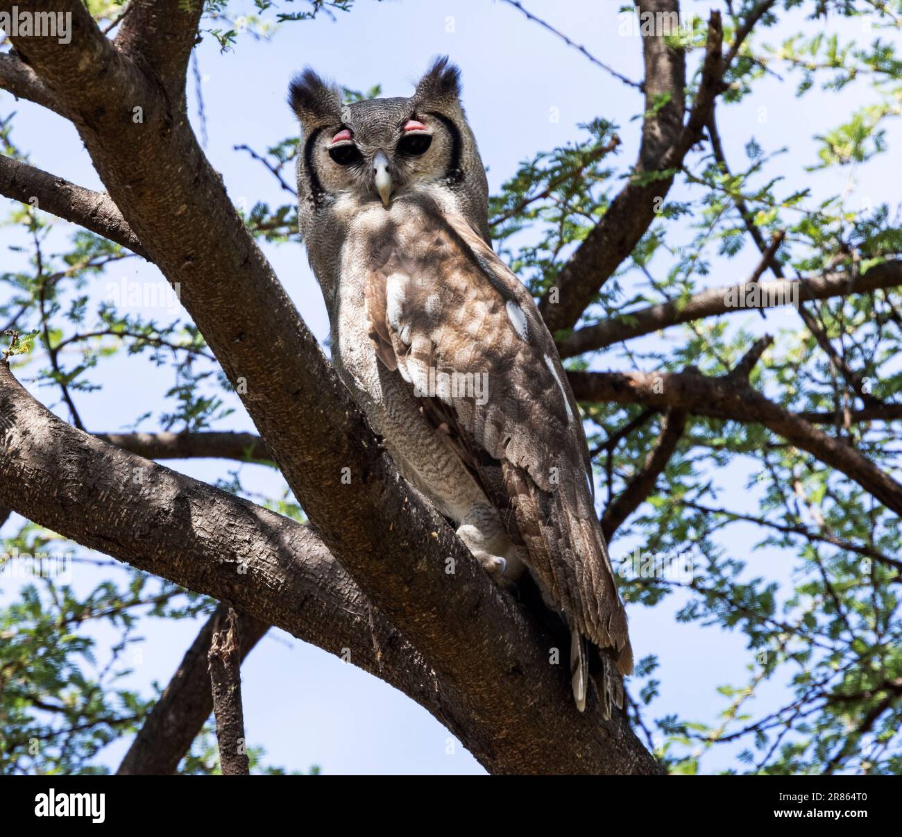 The Verreaux's or Giant Eagle Owl is the largest of the family in Africa. They are powerful nocturnal predators of mammals and larger birds. Stock Photo