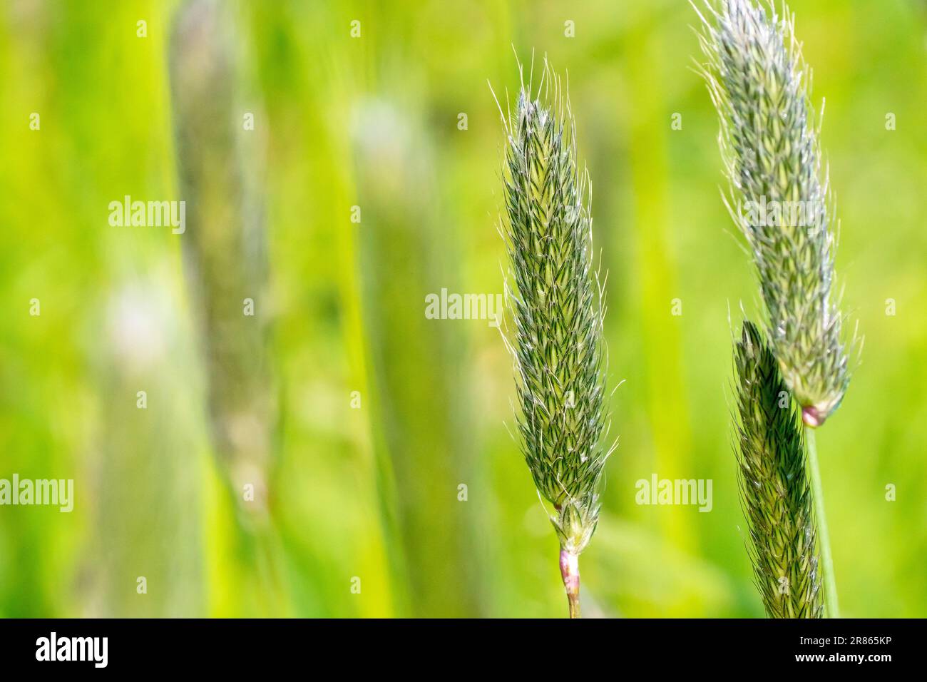 Meadow Foxtail (alopecurus pratensis), close up of the unopened flowerheads of the common tall grass. Stock Photo