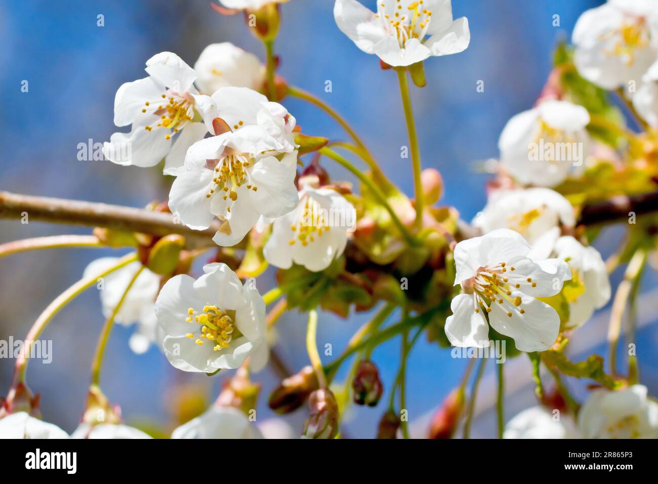 Wild Cherry blossom (prunus avium), close up showing a few of the white flowers in a cluster or spray on the branch of a tree against a blue sky. Stock Photo