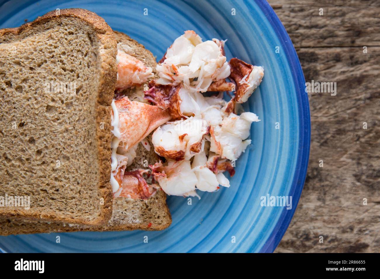 Lobster meat, Homarus gammarus, from a lobster caught in the English Channel. It has been boiled, chopped and served in a brown bread sandwich with so Stock Photo