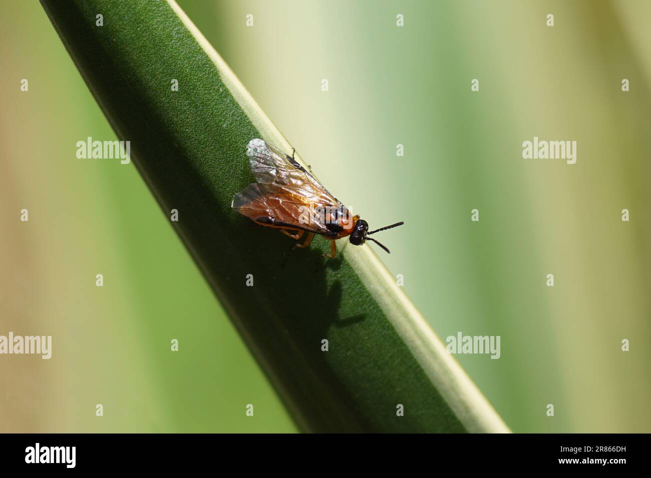 Close up Turnip sawfly (Athalia rosae). Subfamily Allantinae. Family Common sawflies (Tenthredinidae) on a leaf of Variegated Spanish Dagger Stock Photo