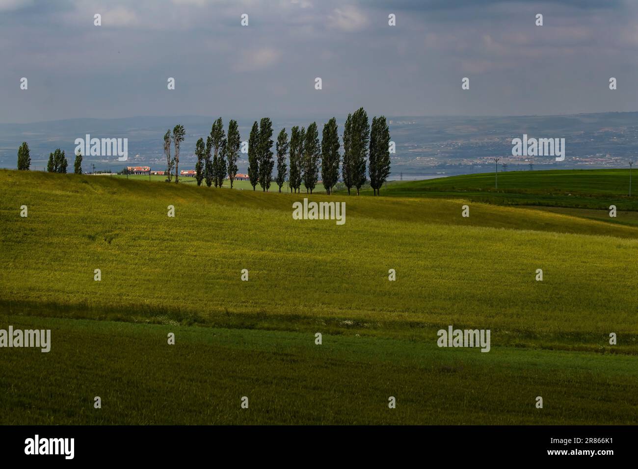 Field Trees Rows Farming fields rows trees hi-res stock photography and images - Alamy