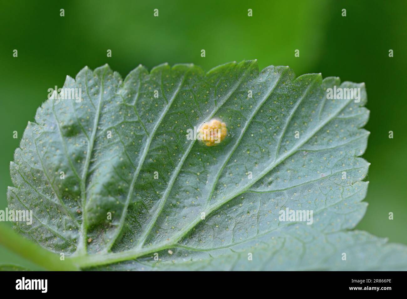 Rust of currant. Disease on black currant leaves caused by a fungus Cronartium ribicola. Stock Photo