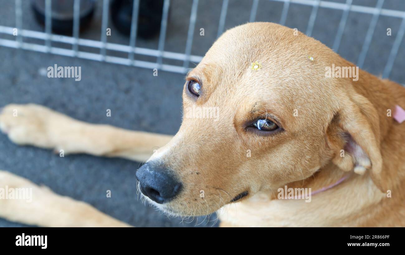 dog-at-pet-adoption-fair-stock-photo-alamy