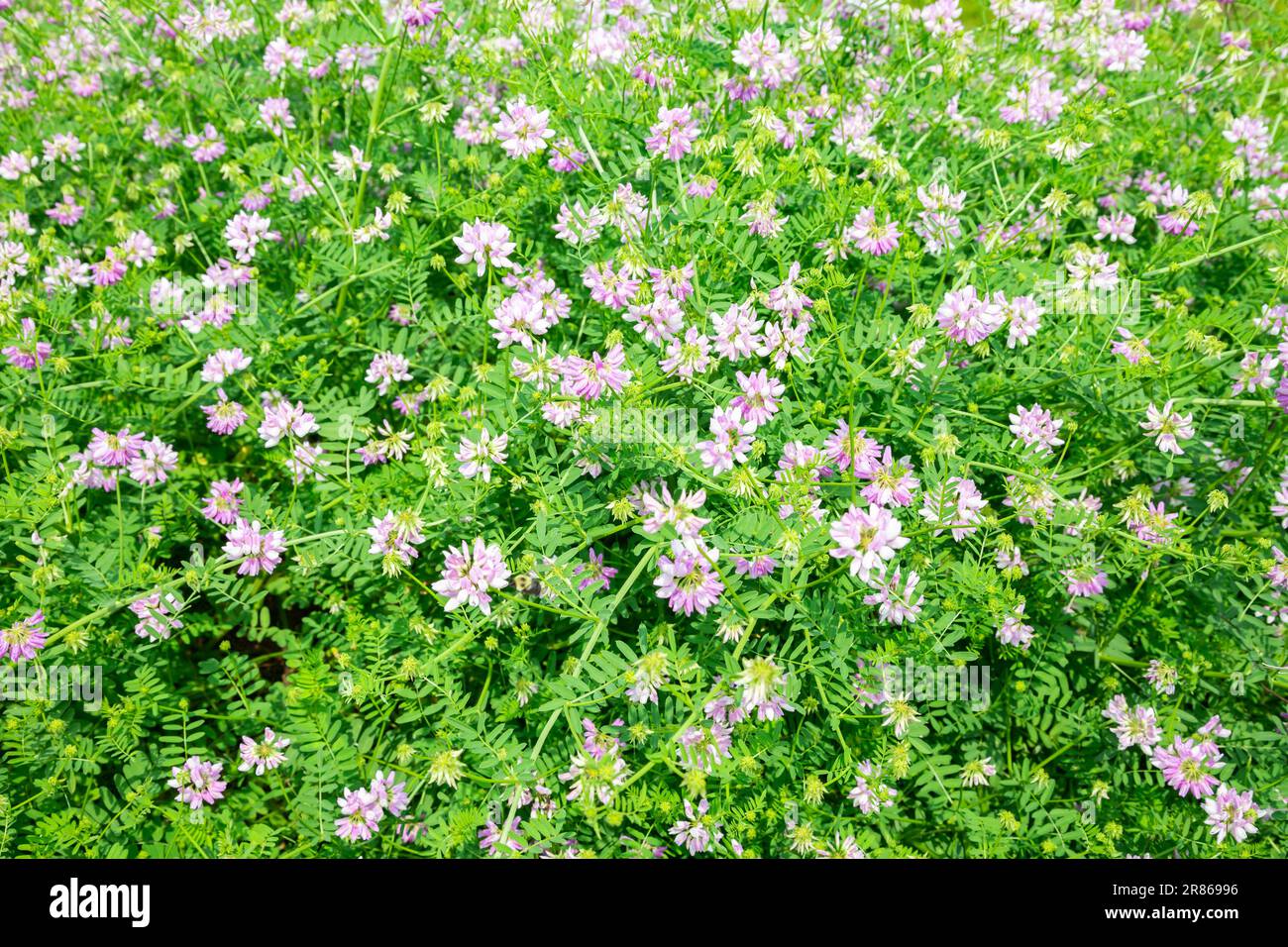Crownvetch is planted for ground erosion but can be highly invasive in some areas. Stock Photo