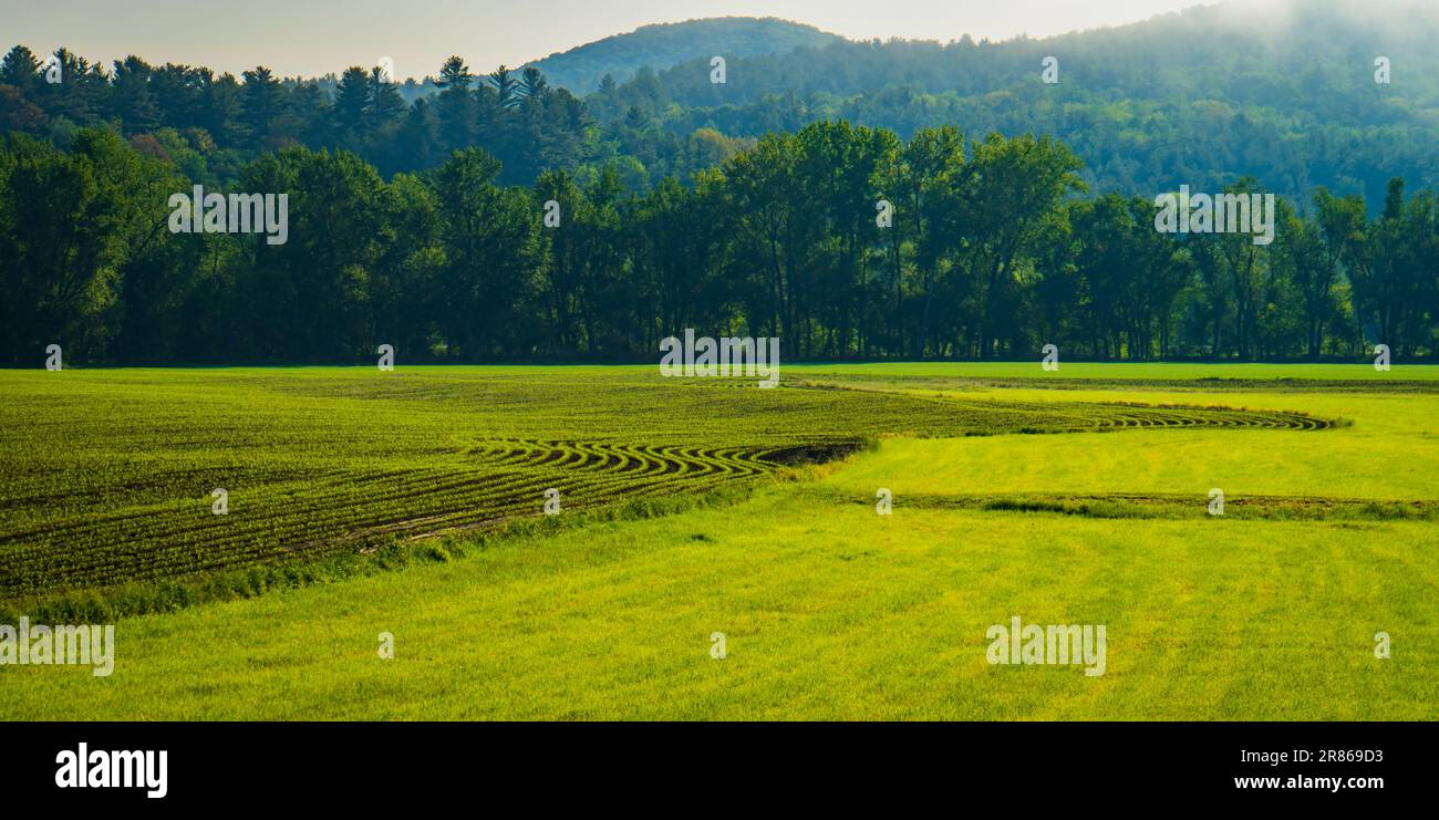 recently planted fields of corn in early summer in Vermont Stock Photo