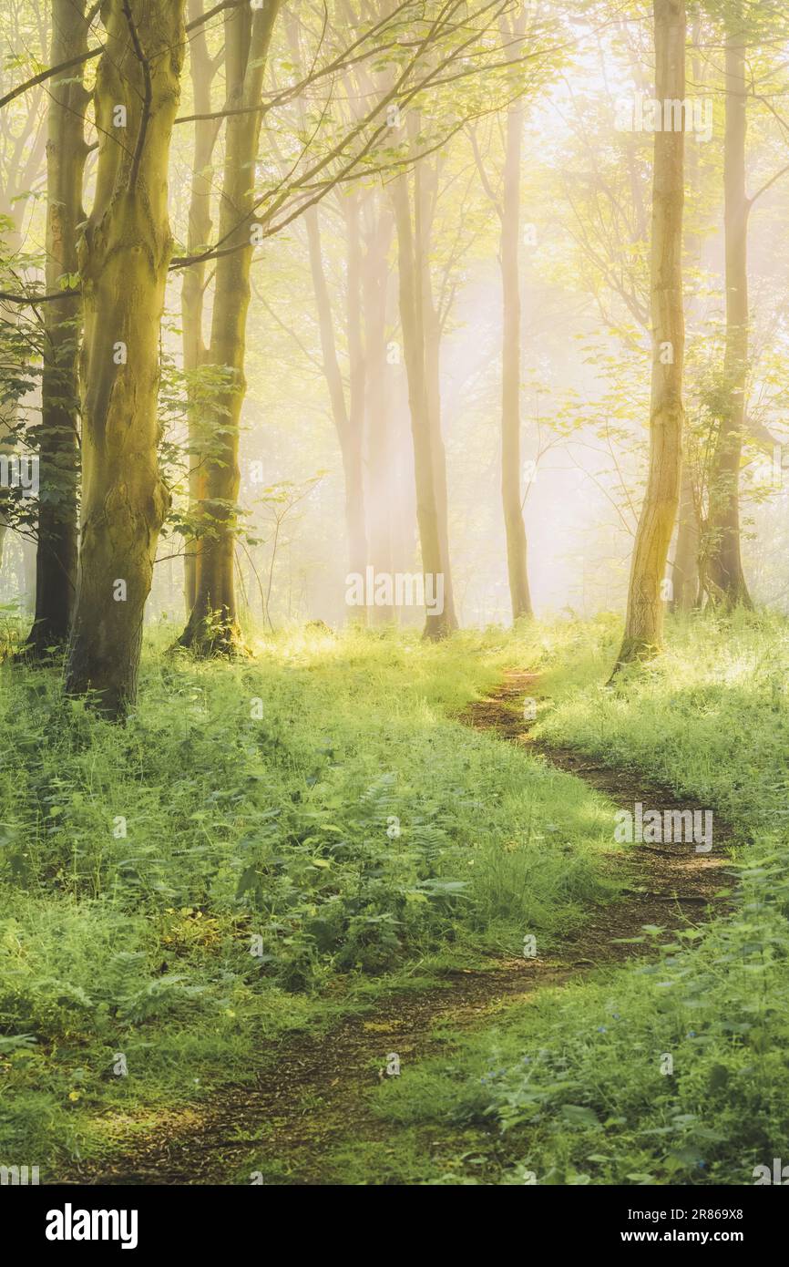 A nature walking trail through ethereal, atmospheric forest scenery with moody woodland fog and mist on a summer morning in Aberdour, Fife, Scotland, Stock Photo