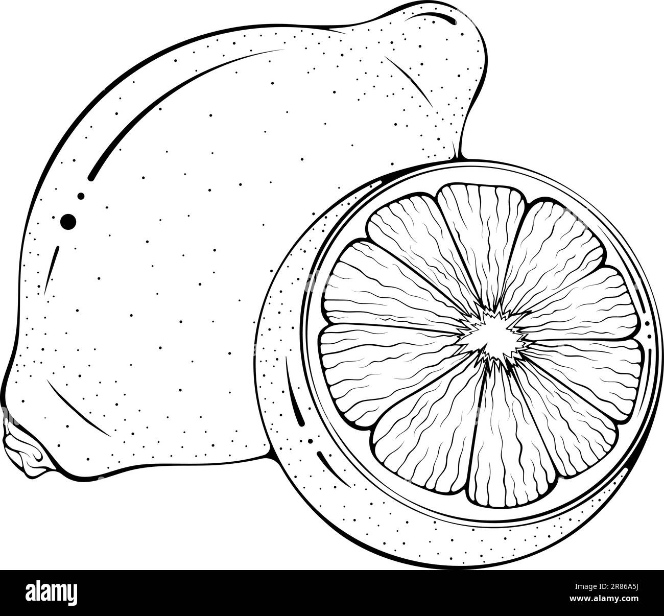 Whole and half lemon line art Stock Vector Image & Art - Alamy