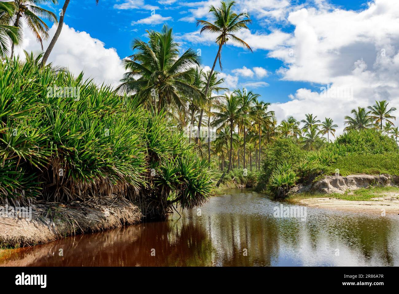 Dark water river passing through native vegetation, beach sand and coconut trees on the way to the sea Stock Photo