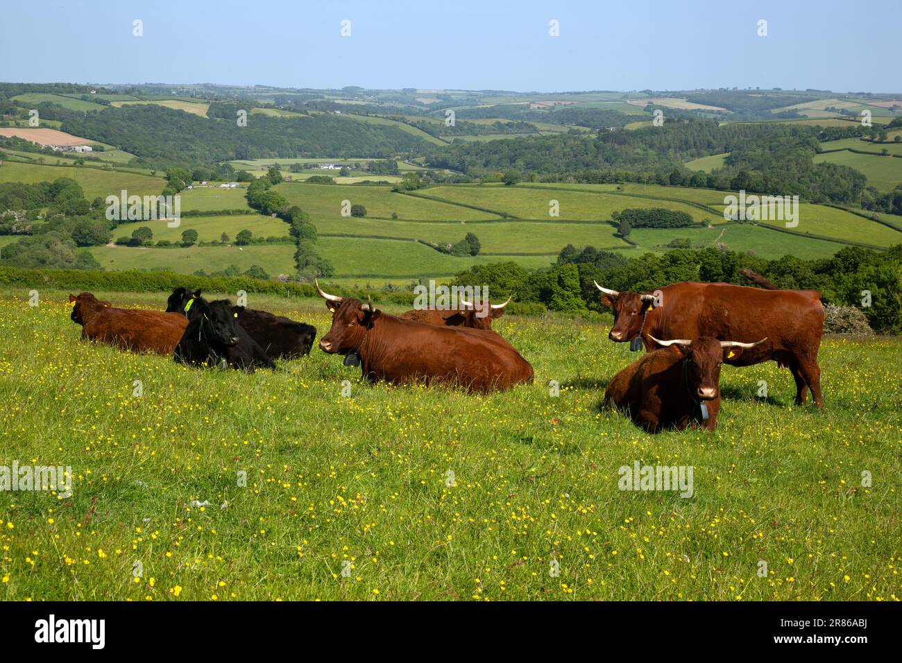 Cattle contained with GPS Collars in virtual fencing system, High
