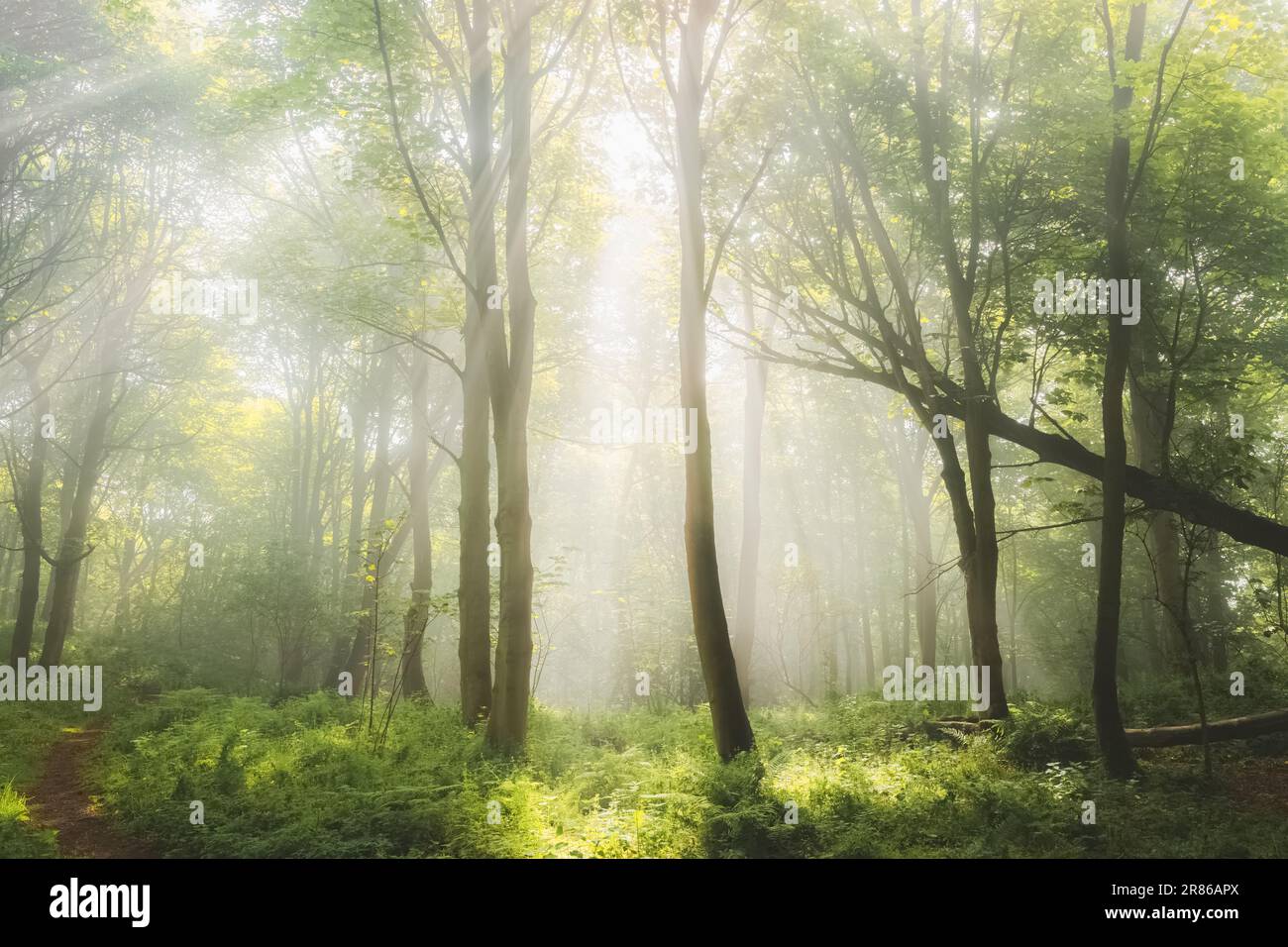 Ethereal, atmospheric forest scenery with moody woodland fog and mist on a summer morning in Aberdour, Fife, Scotland, UK. Stock Photo