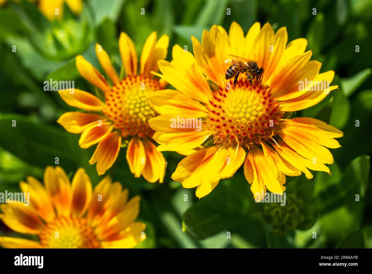 A bee examining a beautiful flower at the State Botanical Garden of Georgia in Athens, Georgia. (USA) Stock Photo