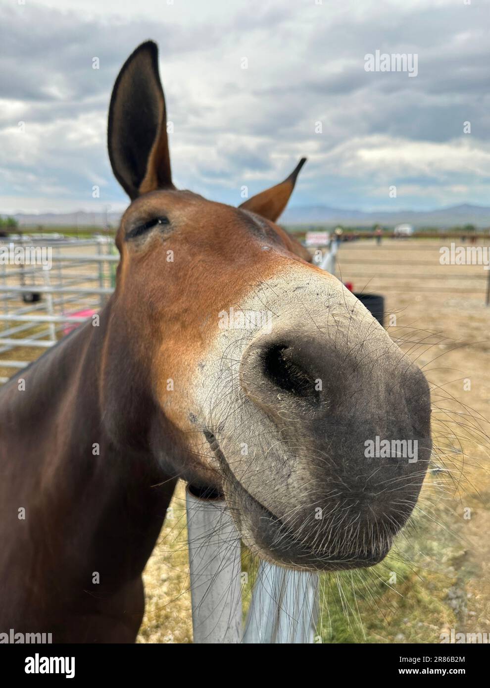 Mule closeup face with a smile looks at you from the  horse farm. Its a funny view that you see on a mule, a grin at the camera. Stock Photo