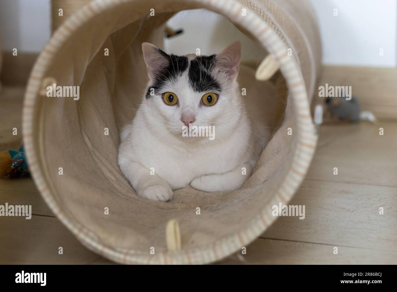 An anxious cat looks out of the pet tunnel concept playing with a