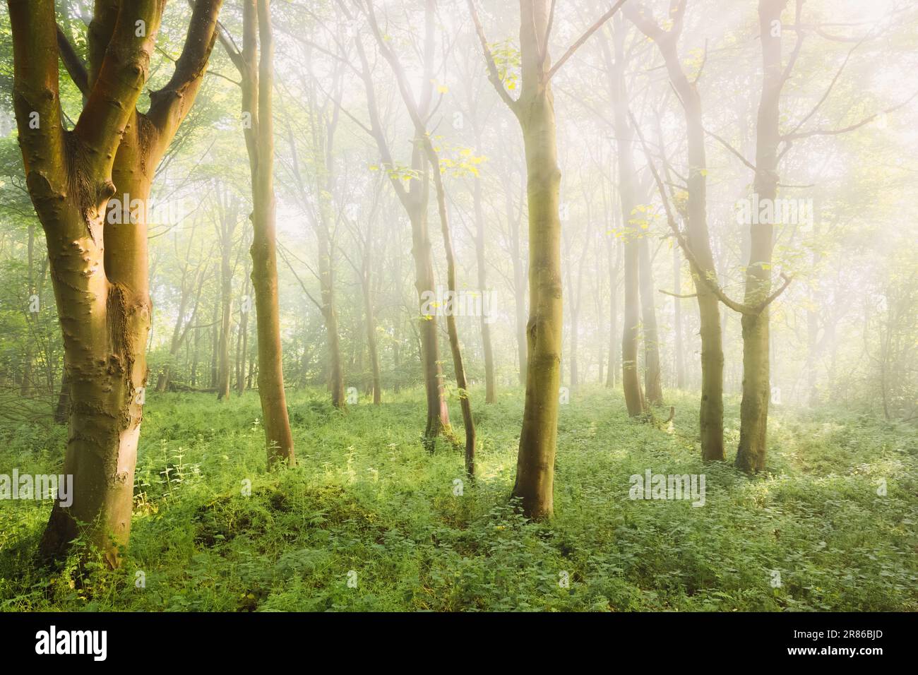 Ethereal, atmospheric forest scenery with moody woodland fog and mist on a summer morning in Aberdour, Fife, Scotland, UK. Stock Photo