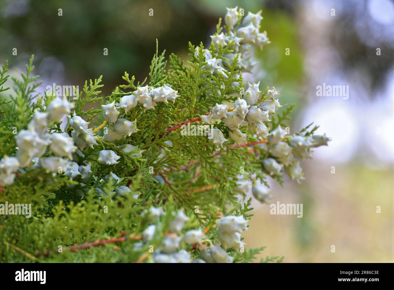 Platycladus orientalis or eastern - a branches with female cones Stock Photo