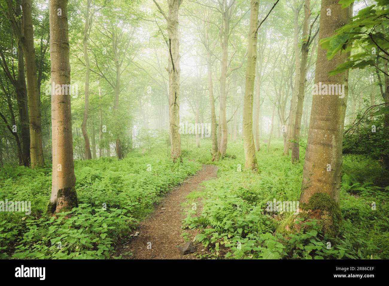 A nature walking trail through ethereal, atmospheric forest scenery with moody woodland fog and mist on a summer morning in Aberdour, Fife, Scotland, Stock Photo