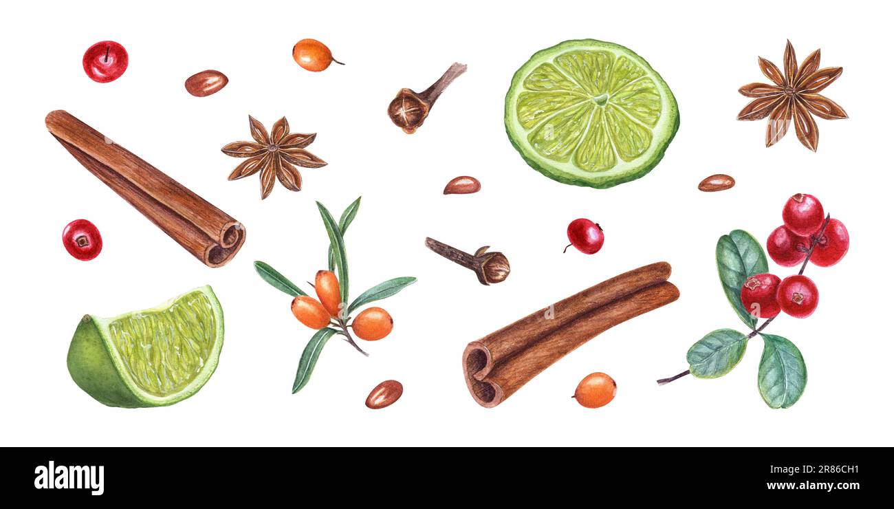 Watercolor set of cinnamons, star anise, lime slices, cowberry, sea buckthorn, cloves isolated on white background. Illustration for Christmas cards Stock Photo