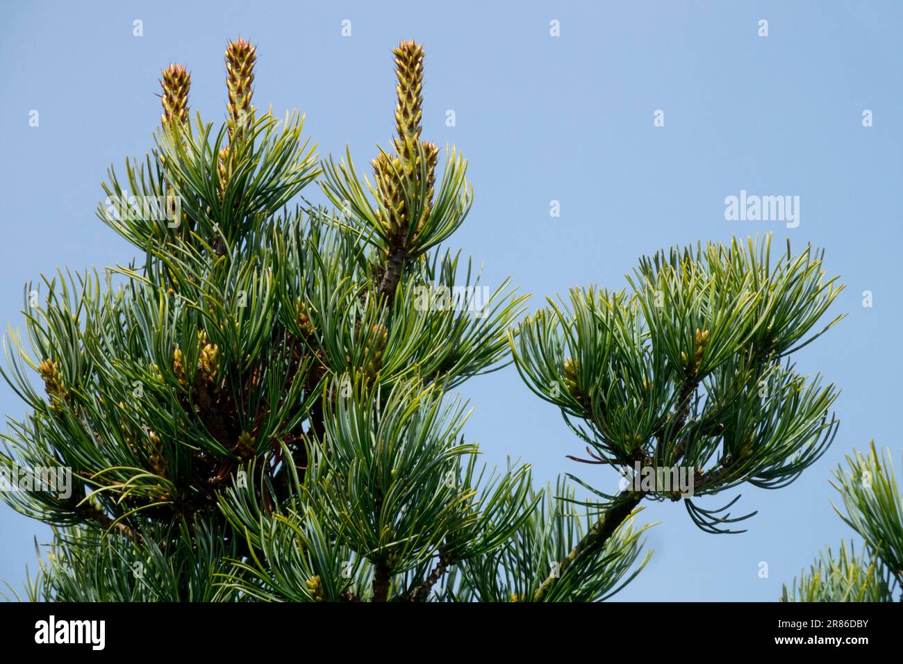Japanese White Pine, Tree, Pinus parviflora branch Stock Photo