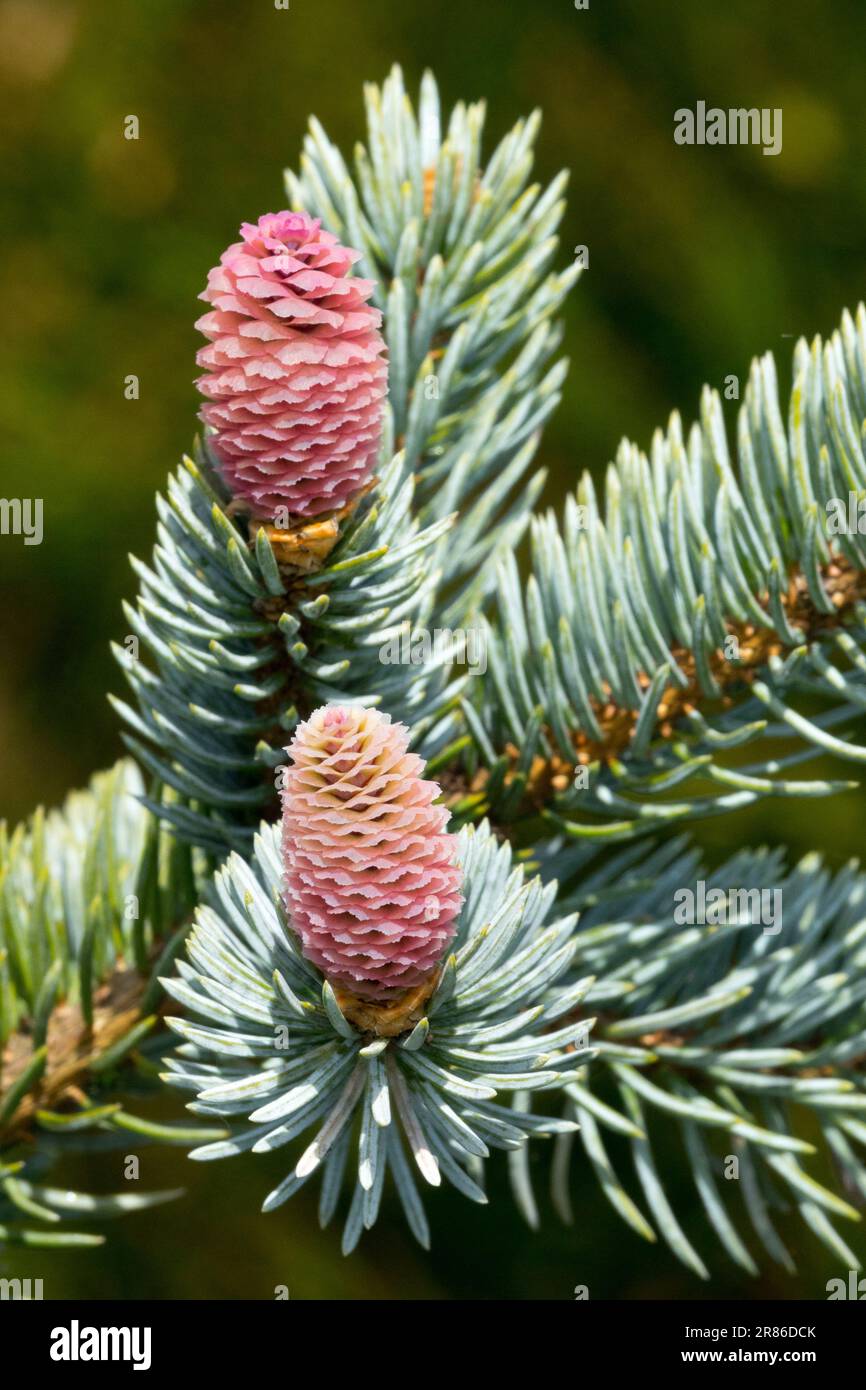 Vernal, Cones, Picea pungens, Colorado Blue Spruce, Needles, Branch, Closeup, Picea pungens "Hoopsii" Stock Photo