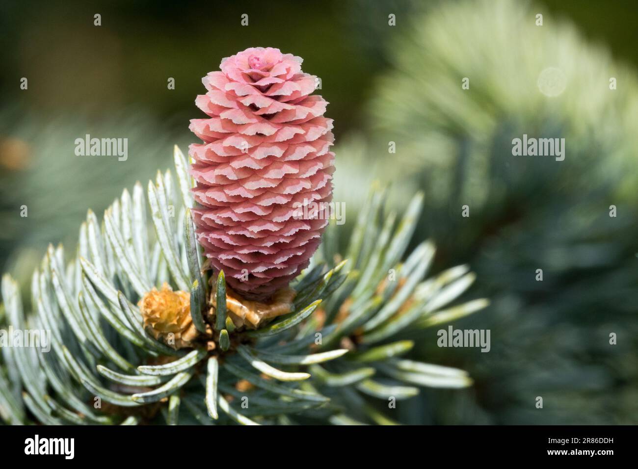 Colorado Blue Spruce Cone Picea pungens Hoopsii Picea Cone Close up Branch Needles Silver Spruce Twig Spring Spruce Closeup Shoot Gymnosperm Bud Stock Photo