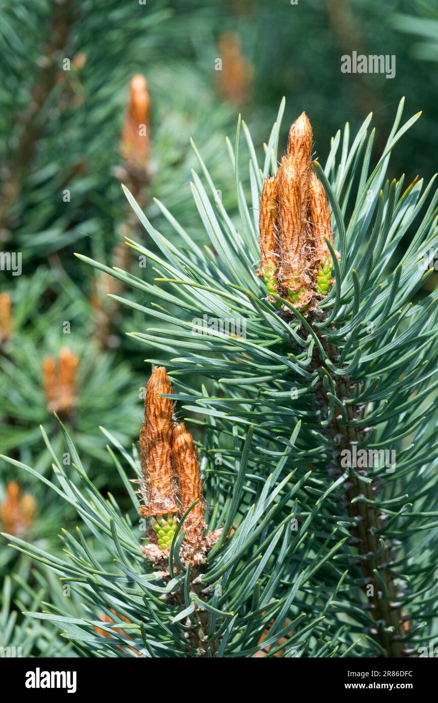 Pinus sylvestris compressa hi-res stock photography and images - Alamy