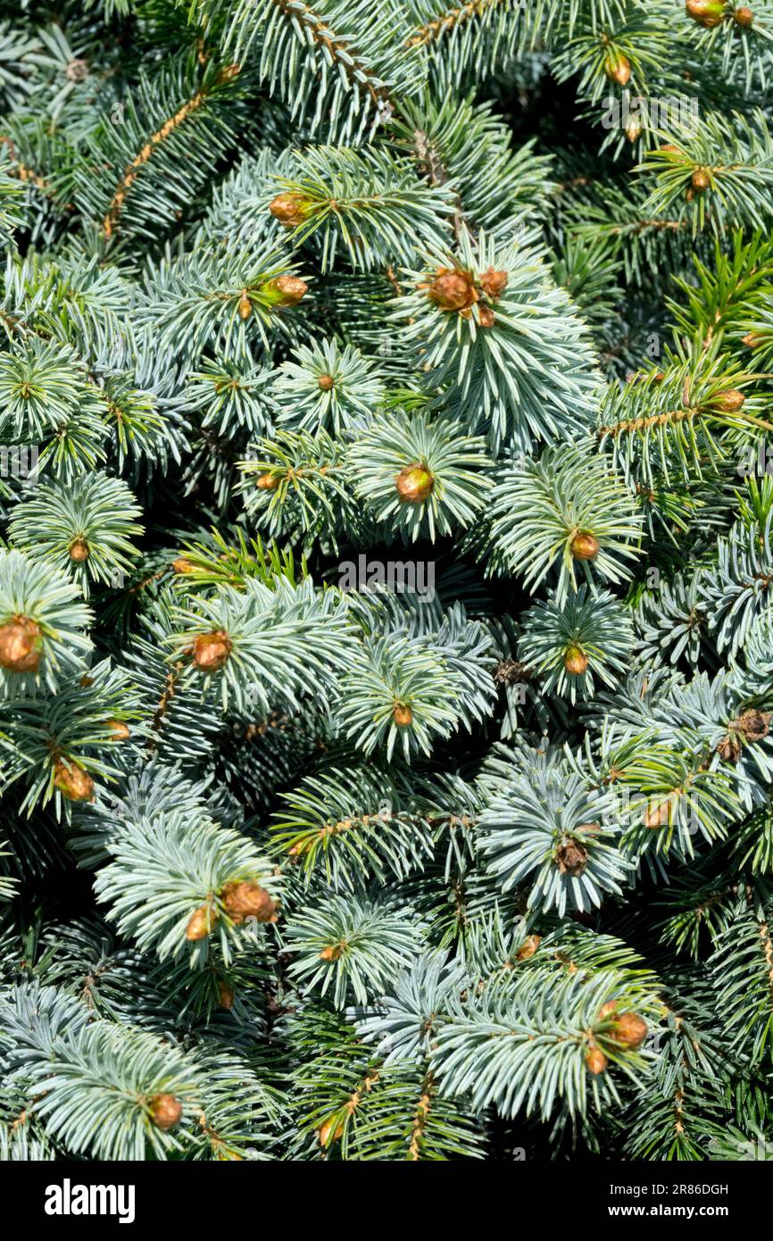Sitka Spruce, Picea sitchensis 'Nana', Closeup, Coniferous, Branches Stock Photo
