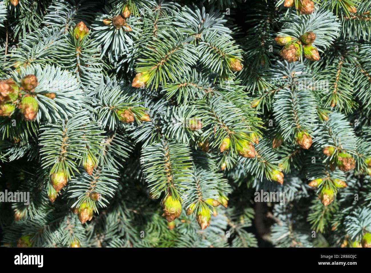 Sitka Spruce, Picea sitchensis 'Nana' Stock Photo