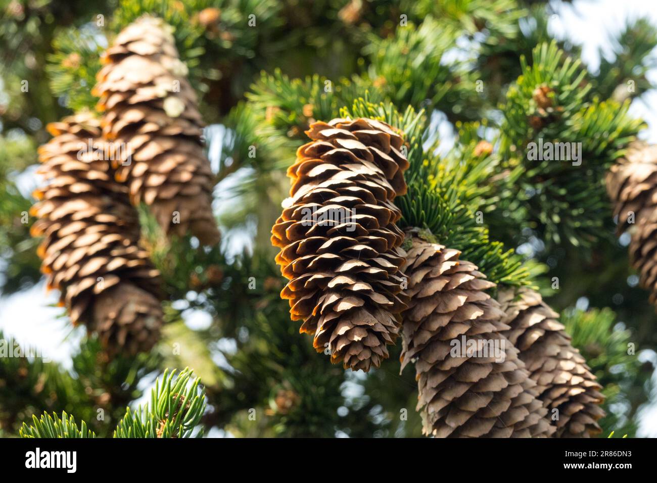 Norway spruce Cones Pinaceae Picea abies 'Lombartsii' Picea Cones Branches Coniferous Female cones Old Stock Photo