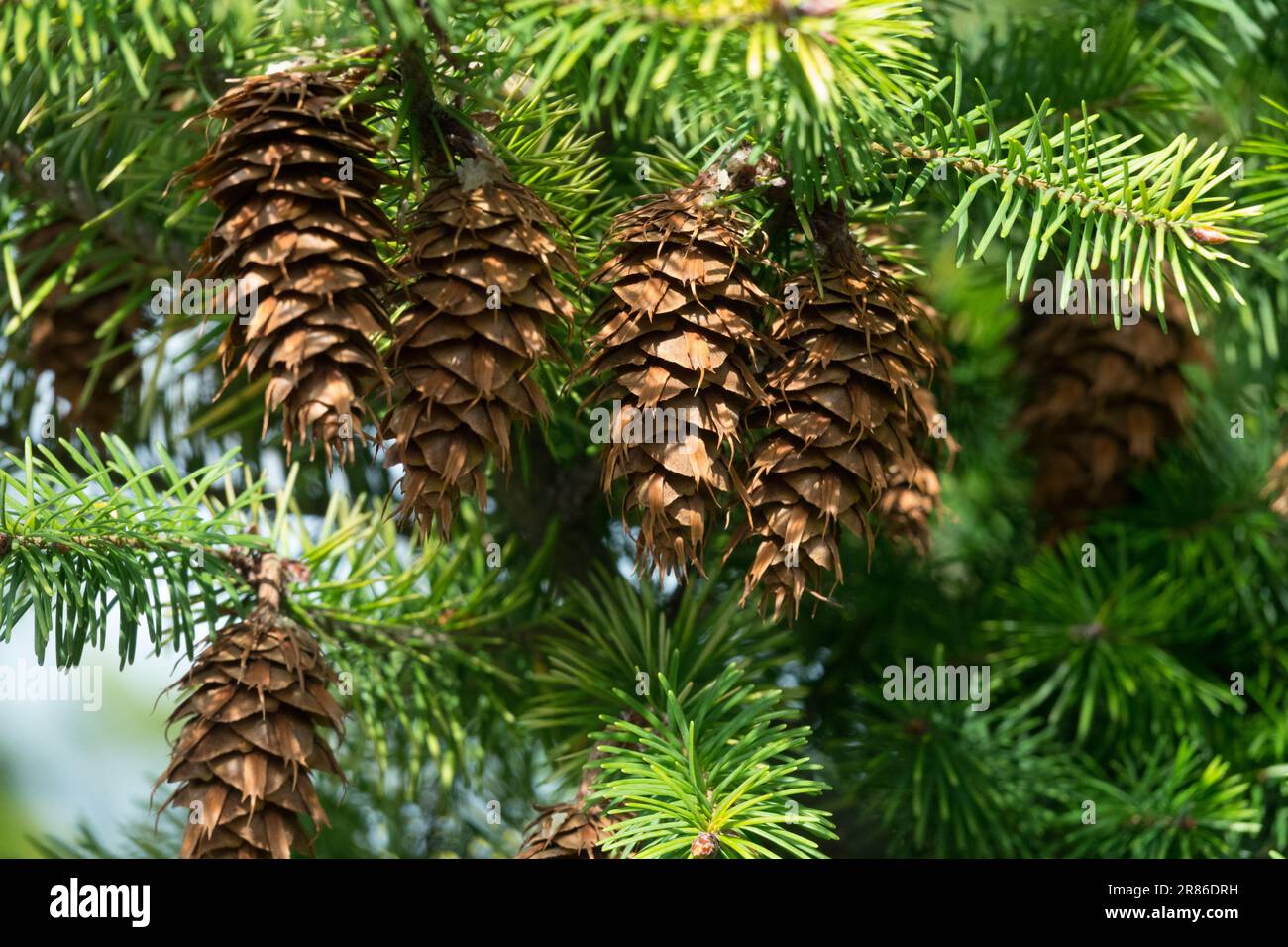 Pseudotsuga menziesii, Cones, Pseudotsuga menziesii 'Argentea' cones on branch Douglas Fir cones Stock Photo