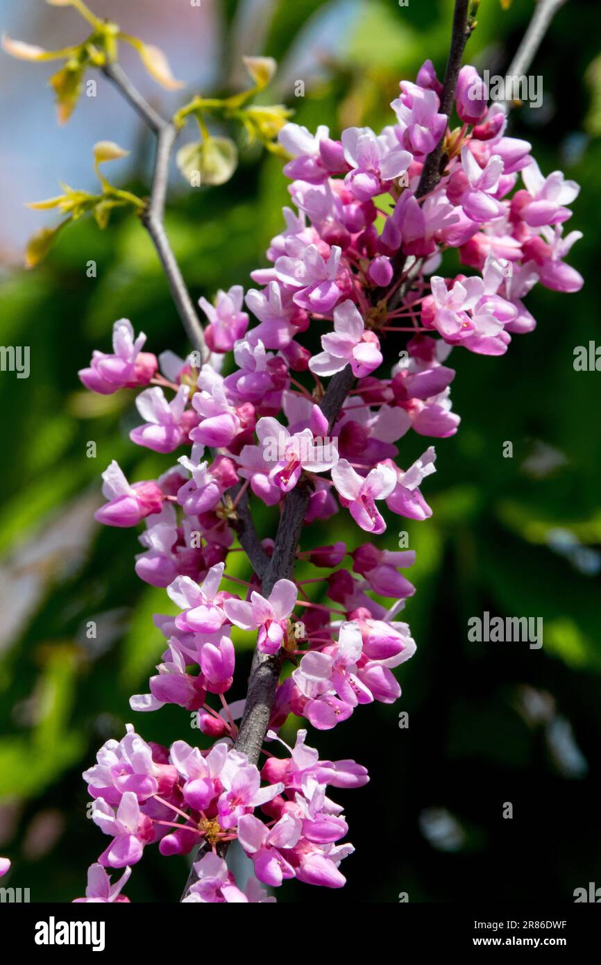 Cercis canadensis 'Alley Cat', Cercis, Eastern Redbud Stock Photo