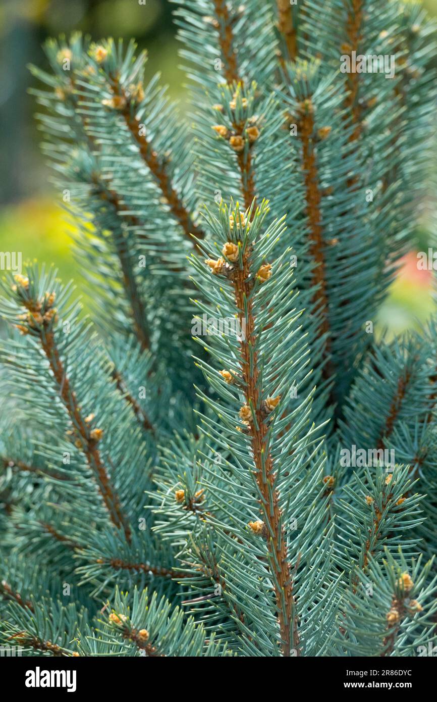 Blue Spruce Picea pungens 'Iseli Fastigiate' Stock Photo
