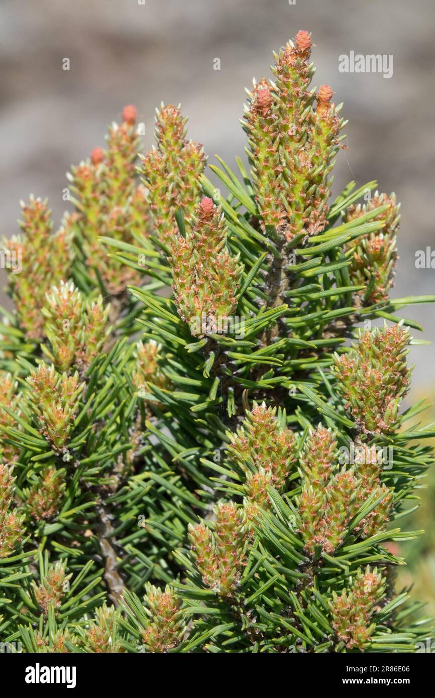 Scots Pine, Pinus sylvestris 'Longmoore', Garden, Dwarf, Shoots Stock Photo