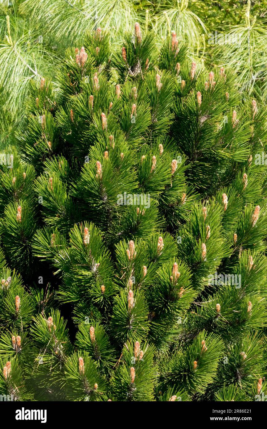 Bosnian Pine Tree Pinus heldreichii 'Karmel' Stock Photo
