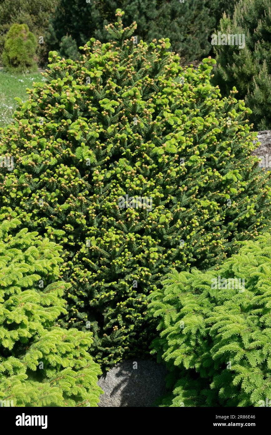 Norway spruce, Picea abies 'Compacta', Dwarf, Spring, Tree, Needles, Dense, Coniferous, Garden Stock Photo
