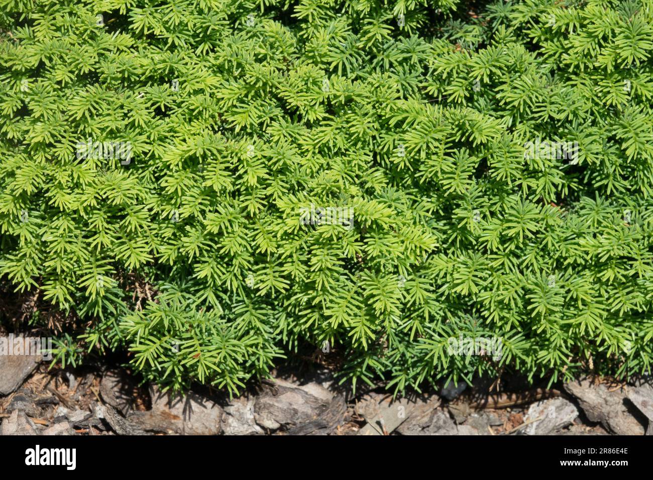 Norway spruce, Picea abies 'Little Gem' Spruce foliage Stock Photo