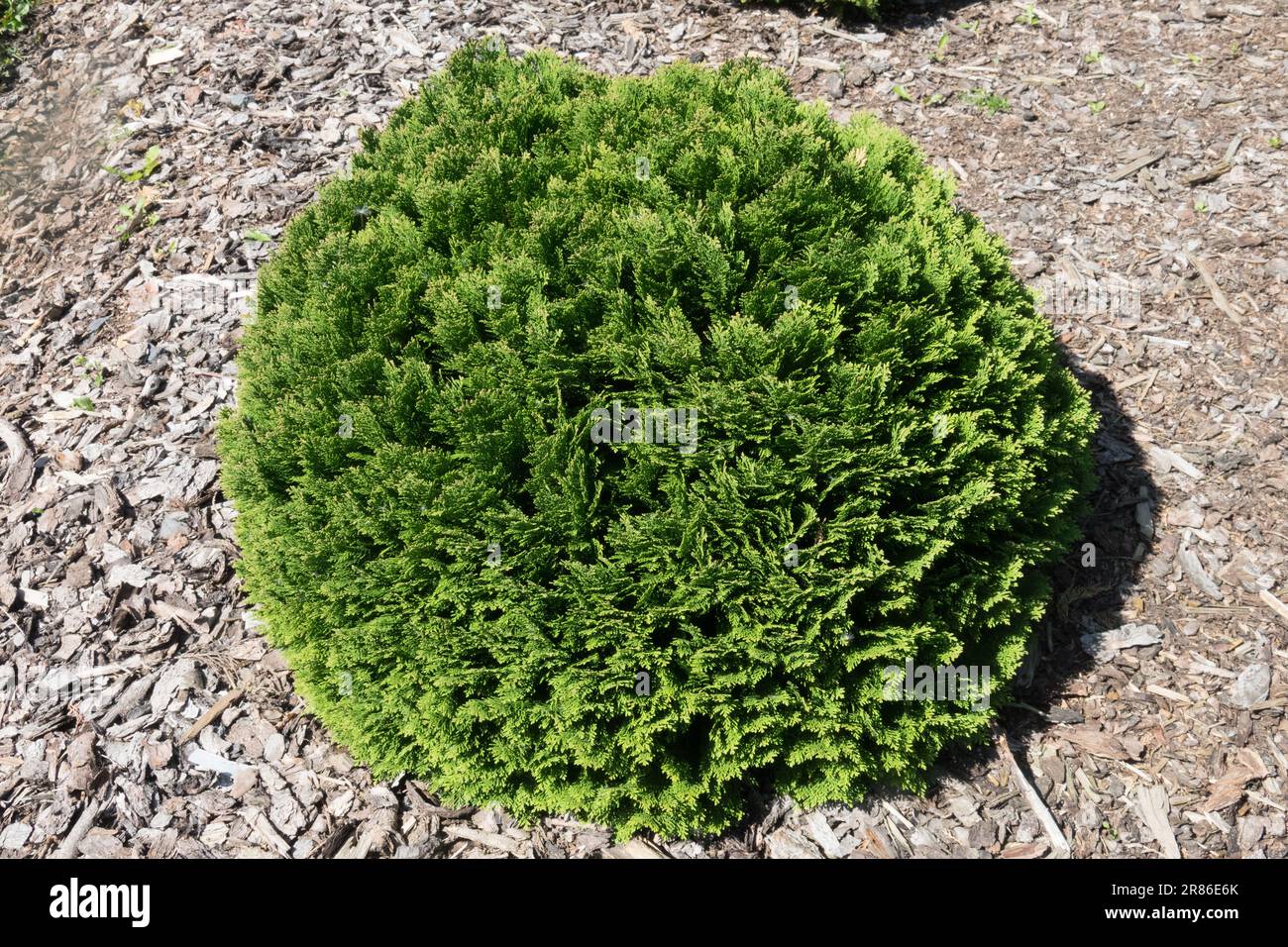 Lawson Cypress, Chamaecyparis lawsoniana 'Nana', Coniferous, Spherical, Tree, Dense, Dwarf Stock Photo