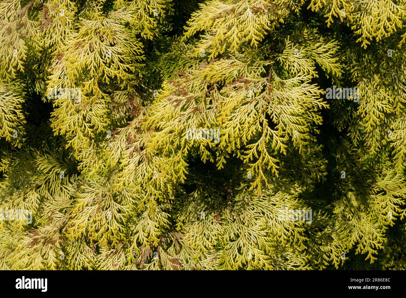 Lawson False Cypress, Chamaecyparis lawsoniana 'Mini Nova' Stock Photo
